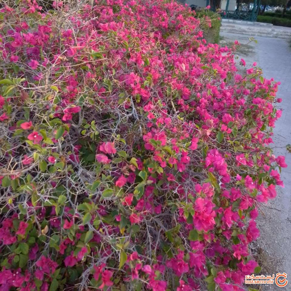 گل های کاغذی