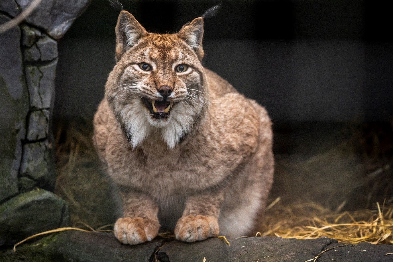 fsz-eurasian-lynx.jpg