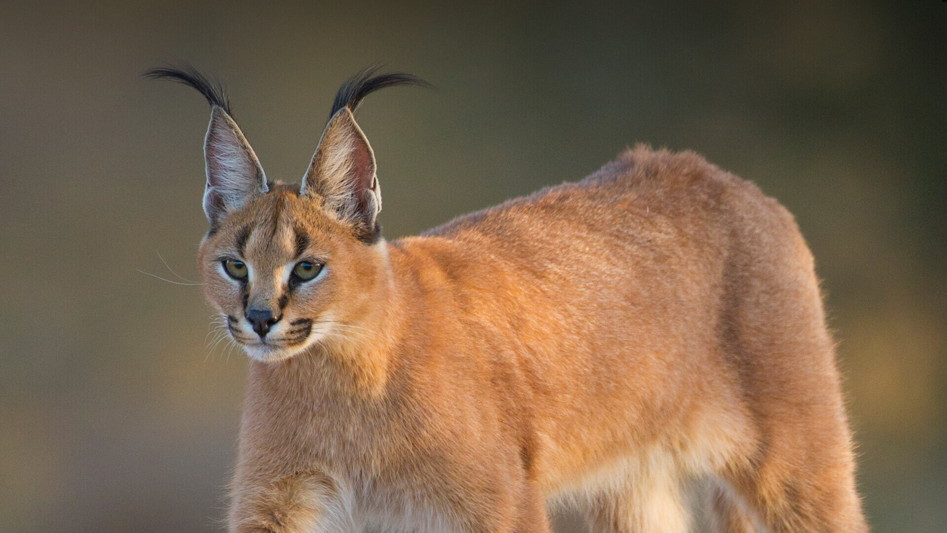 animals_hero_caracal.jpg