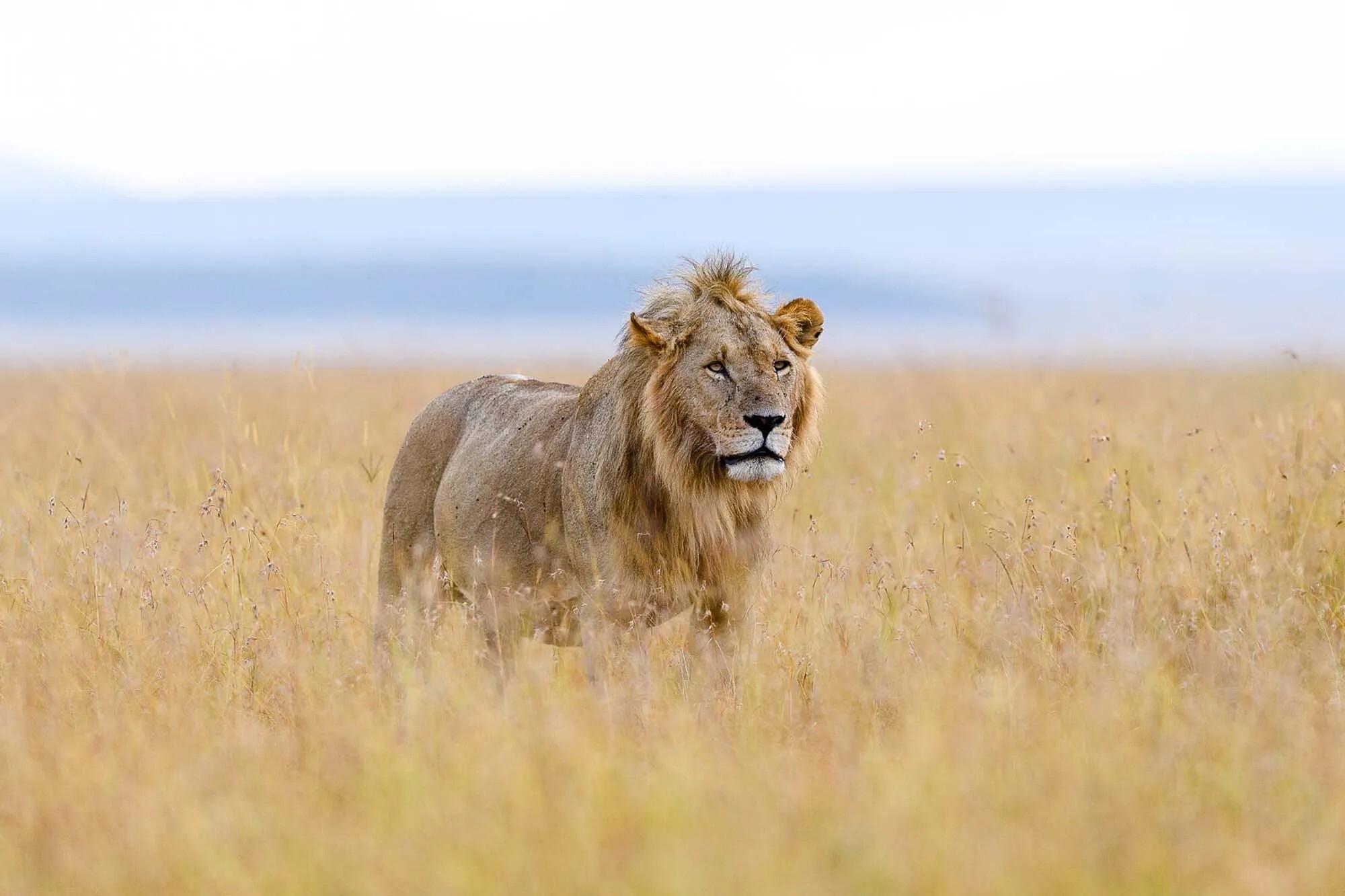 The-African-Lion-ezgif.com-webp-to-jpg-converter.jpg