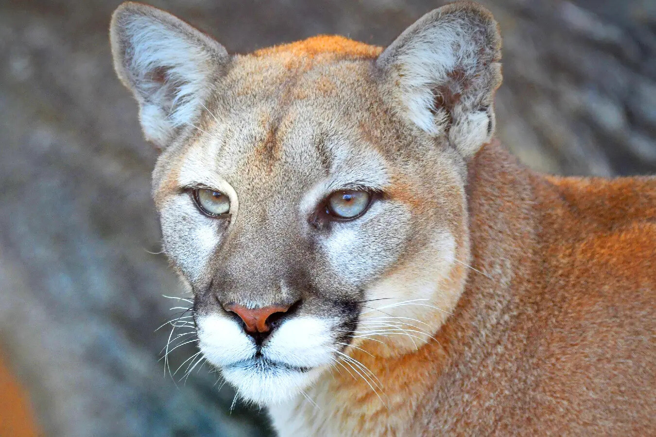 Puma.23.-toler-6x9_2023-05-24-125101_qkzx-ezgif.com-webp-to-jpg-converter.jpg