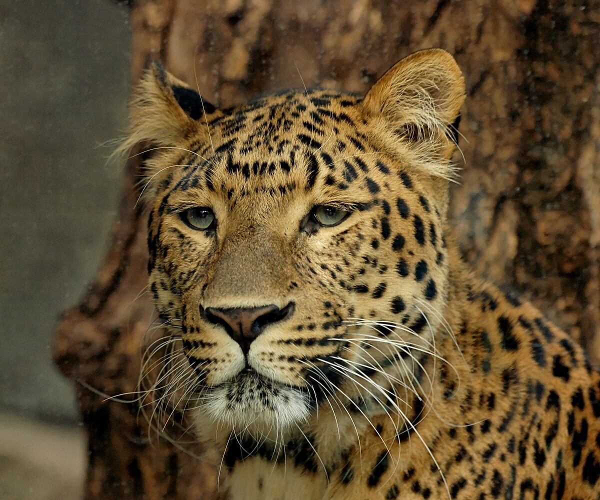 1200px-Panthera_pardus_japonensis_JdP.jpg