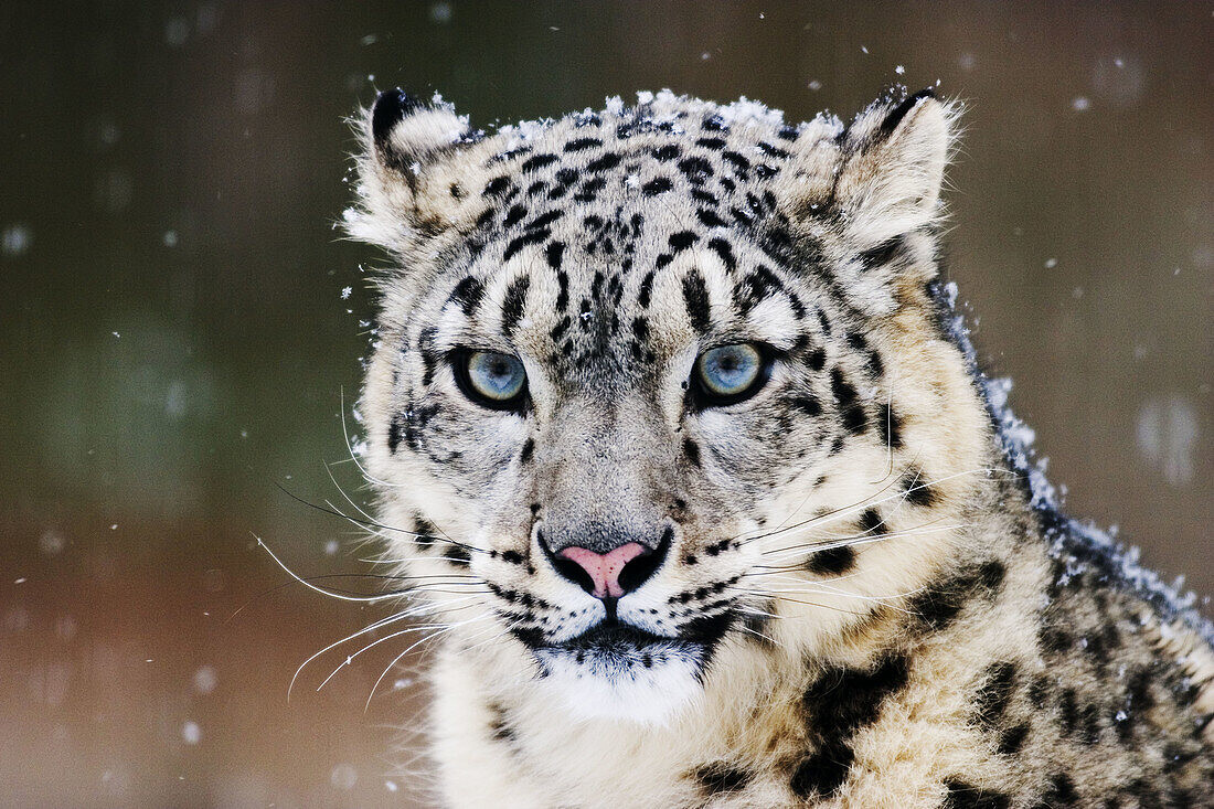 70195246-Snow-Leopard-or-Irbis-Uncia-uncia-in-winter-at-snowfall.jpg
