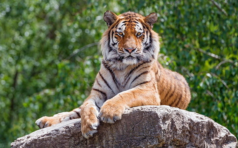 HD-wallpaper-tiger-rock-wild-animal-cat.jpg