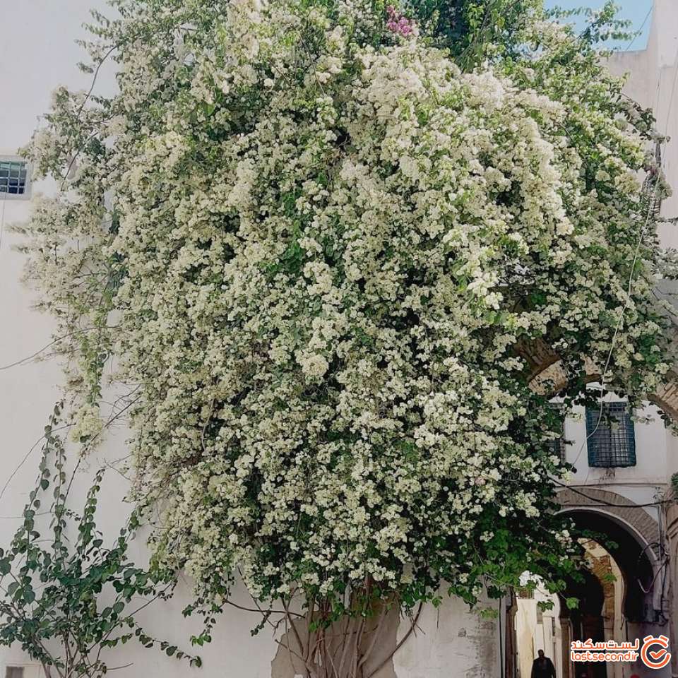 عکس 41- نمونهای از معابر محدوده بازار سنتی شهر تونس