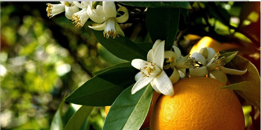 Orange-blossom.jpg