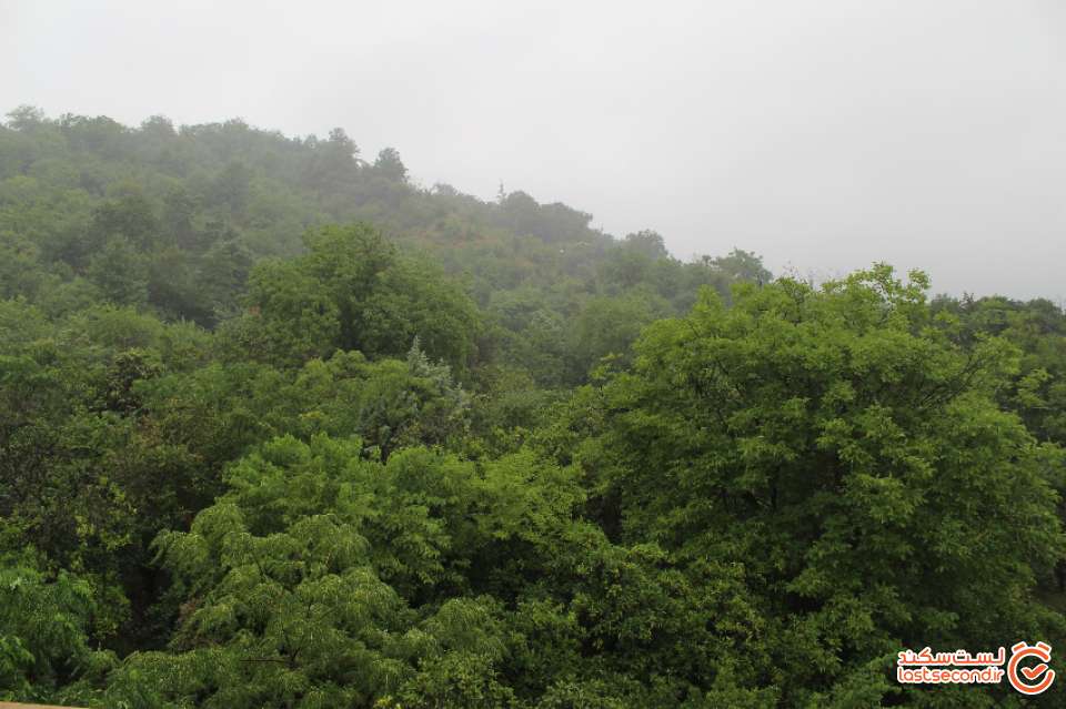 جنگل زیبای منطقه توبن