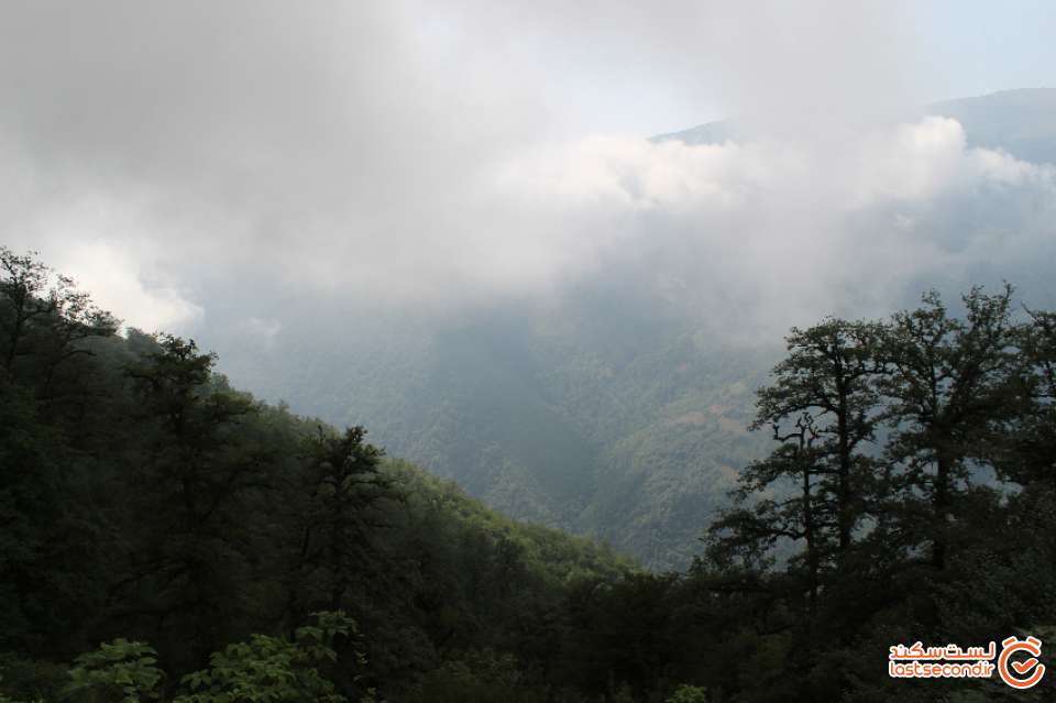 جنگل زیبای دالخانی