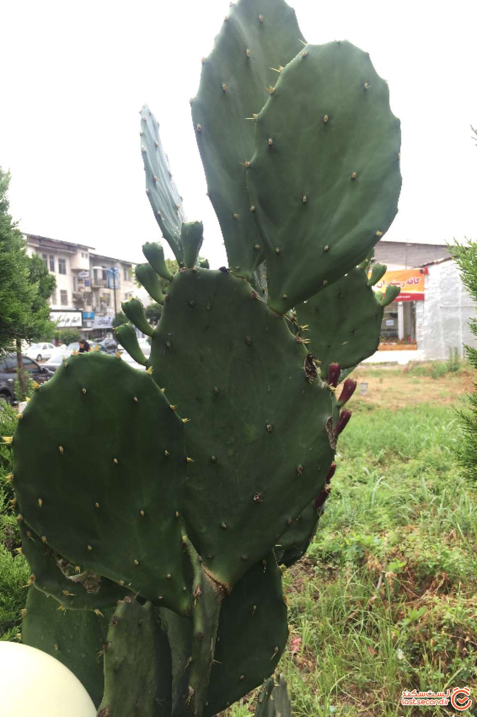 کاکتوس زیبا