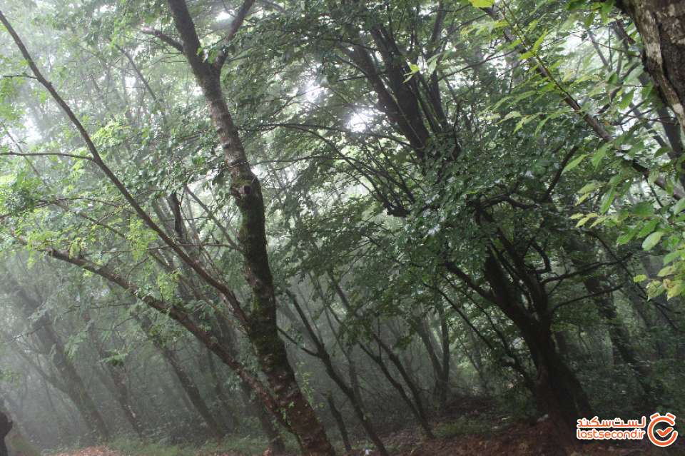 جنگل انتهای مسیر