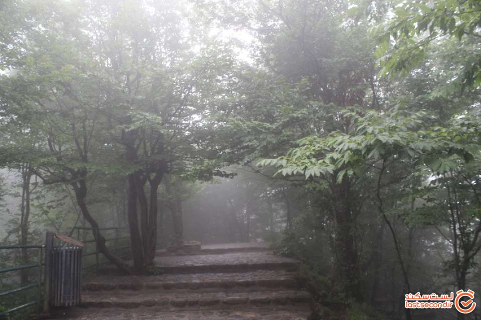 پارک جنگلی
