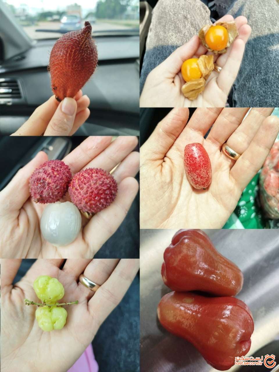 میوه های استوایی