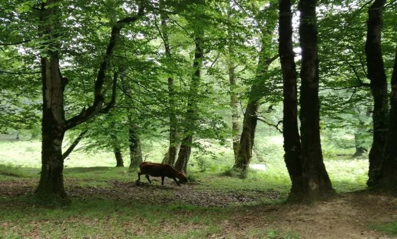 About-Dalkhani-Ramsar-forest.jpg