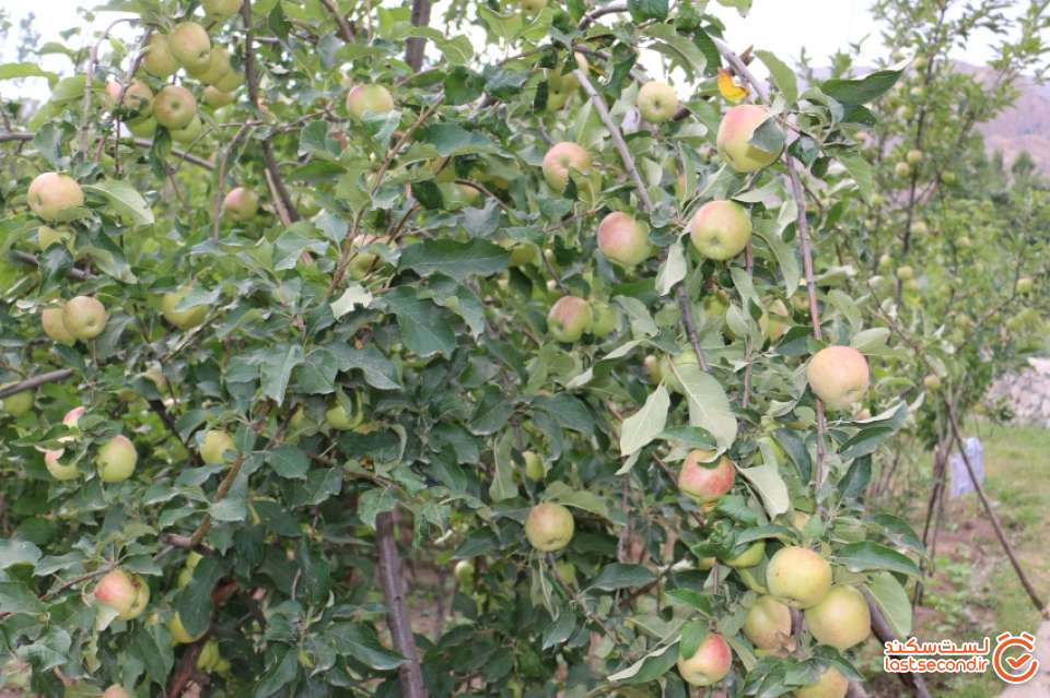 نمایی از درخت سیب از باغات روستان اندج