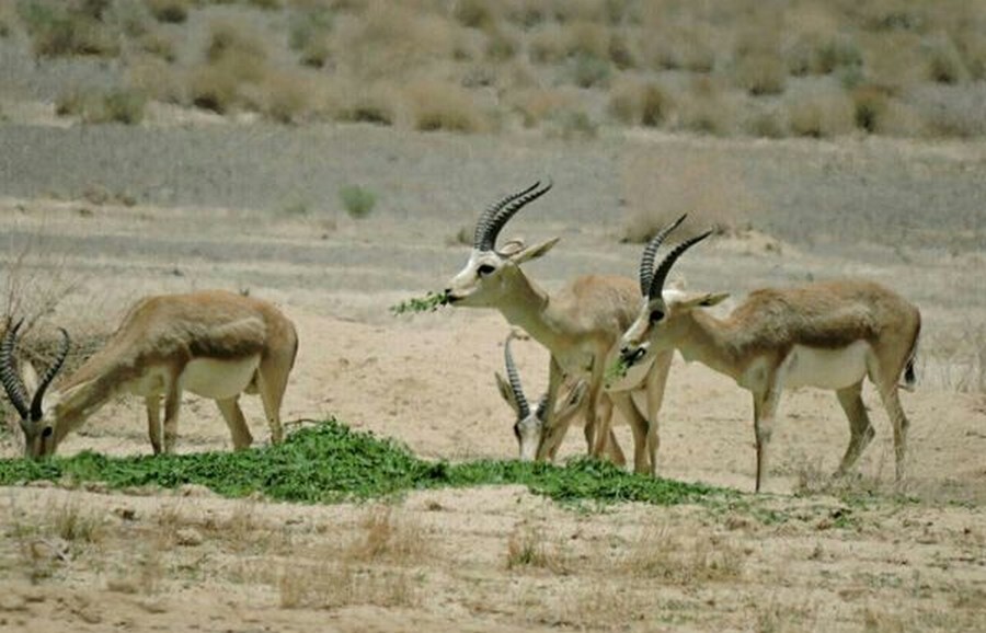Kolah Ghazi National Park.jpg