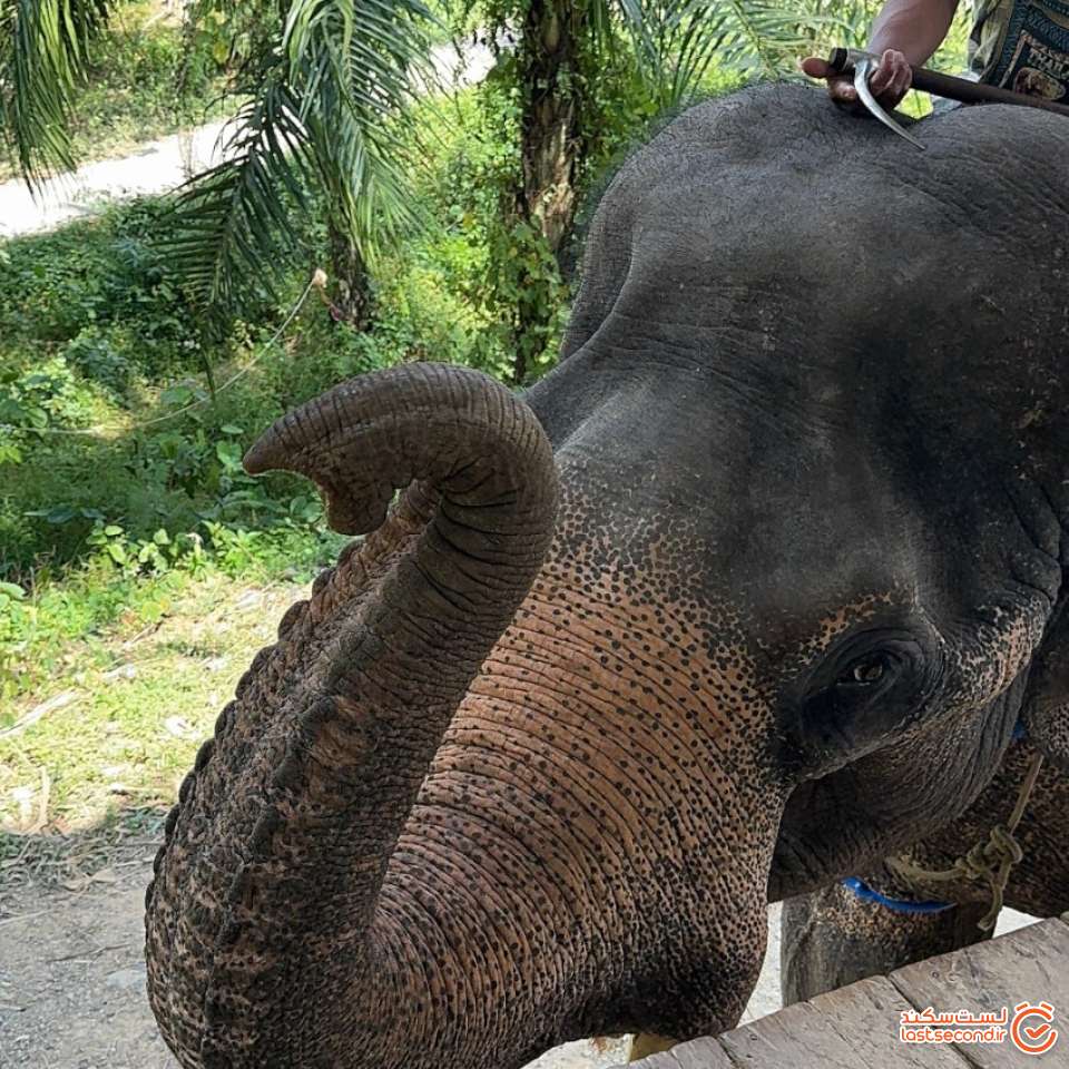 فیل های داخل جنگل