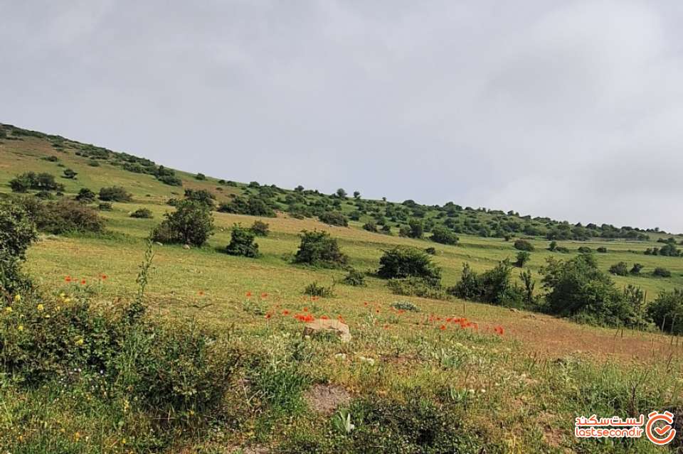 دشت لاله در مسیر برگشت