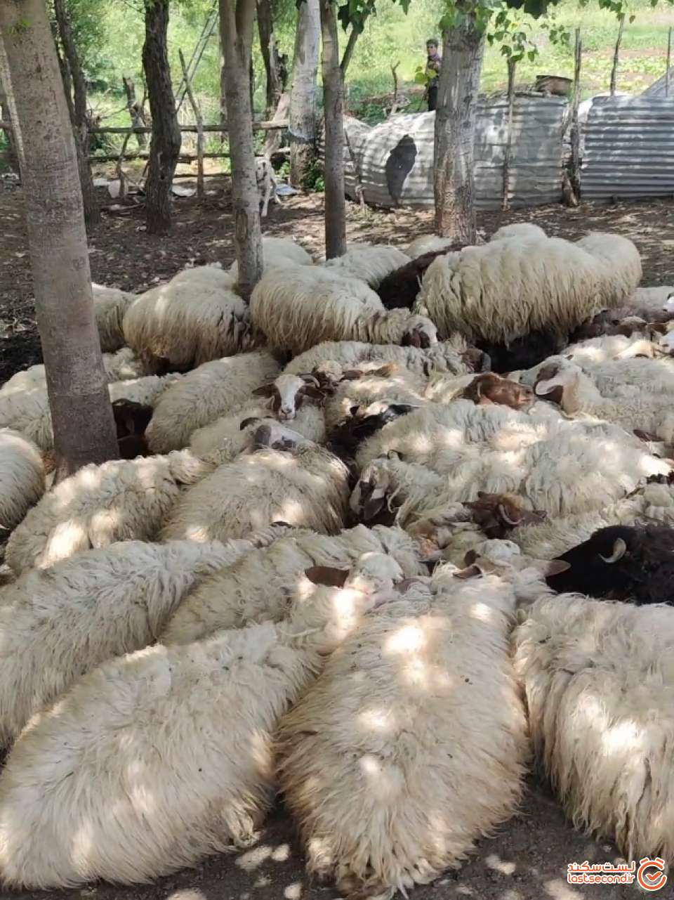 خانه روستایی با صفا