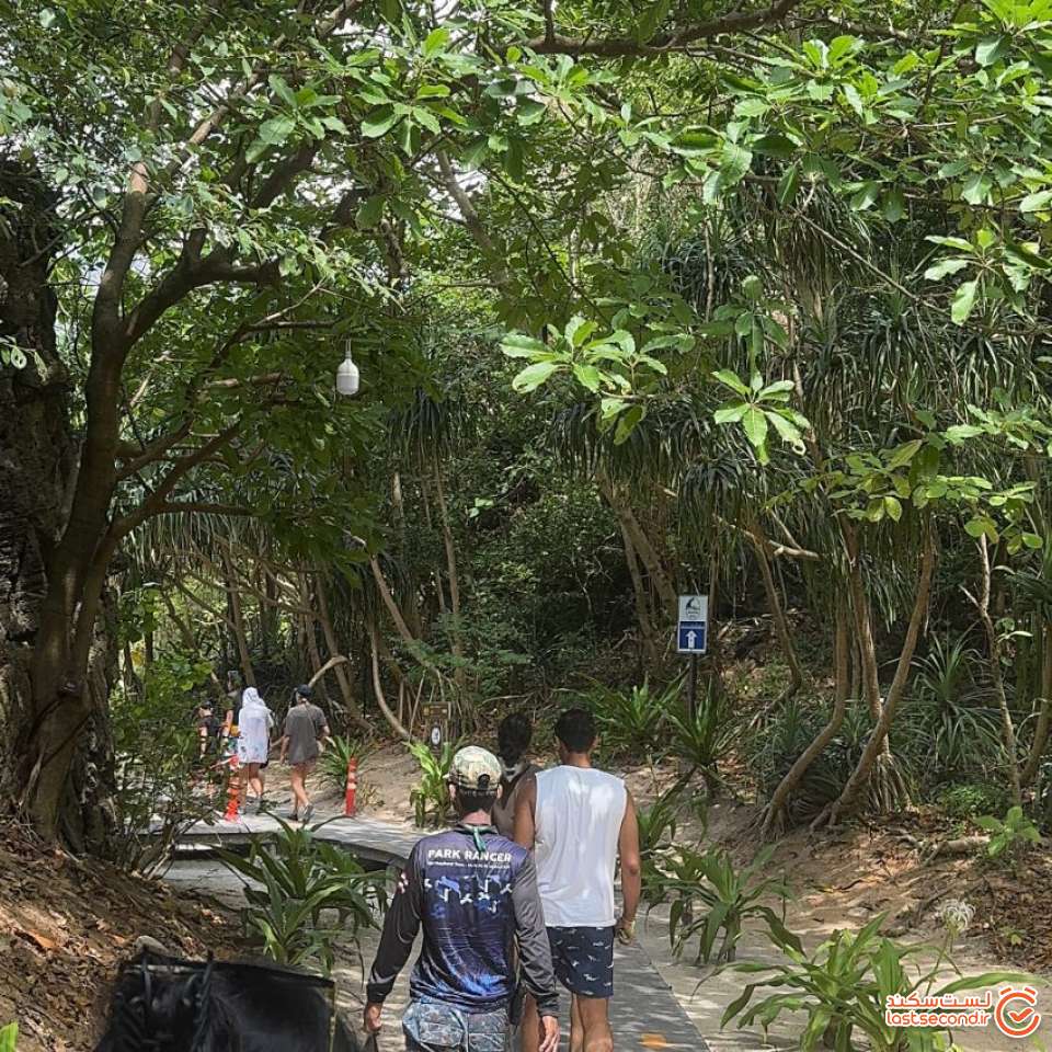 مسیر جنگلی به سمت جزیره مایابی