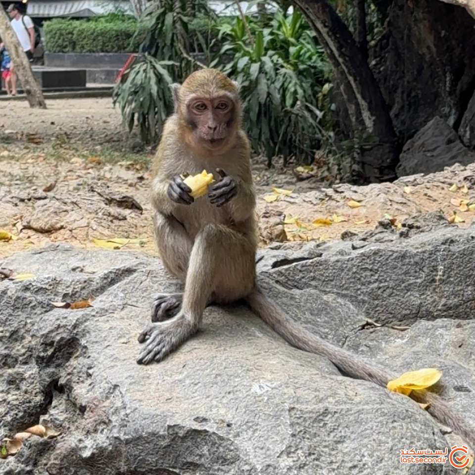میمون های کنار معبد
