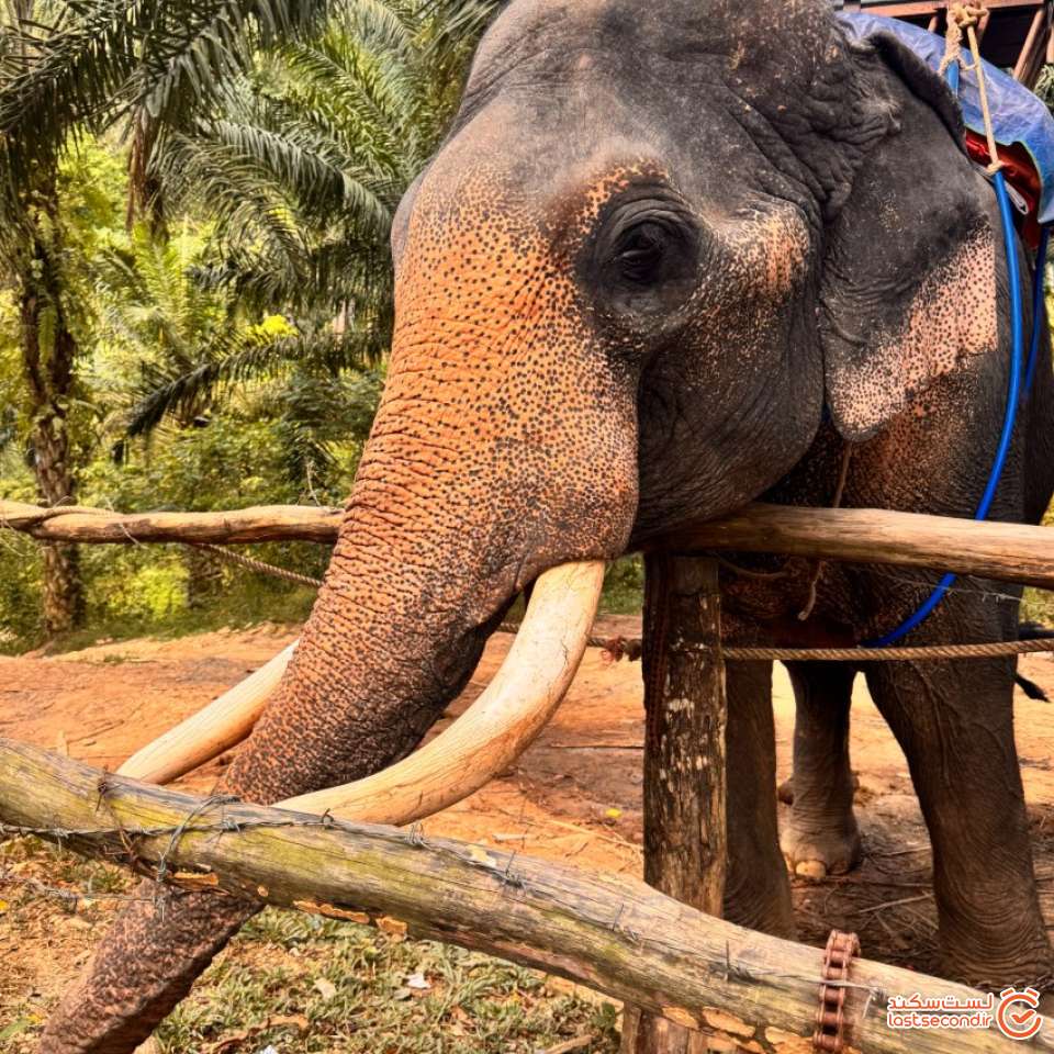 محل استراحت فیل ها برای غذا خوردن