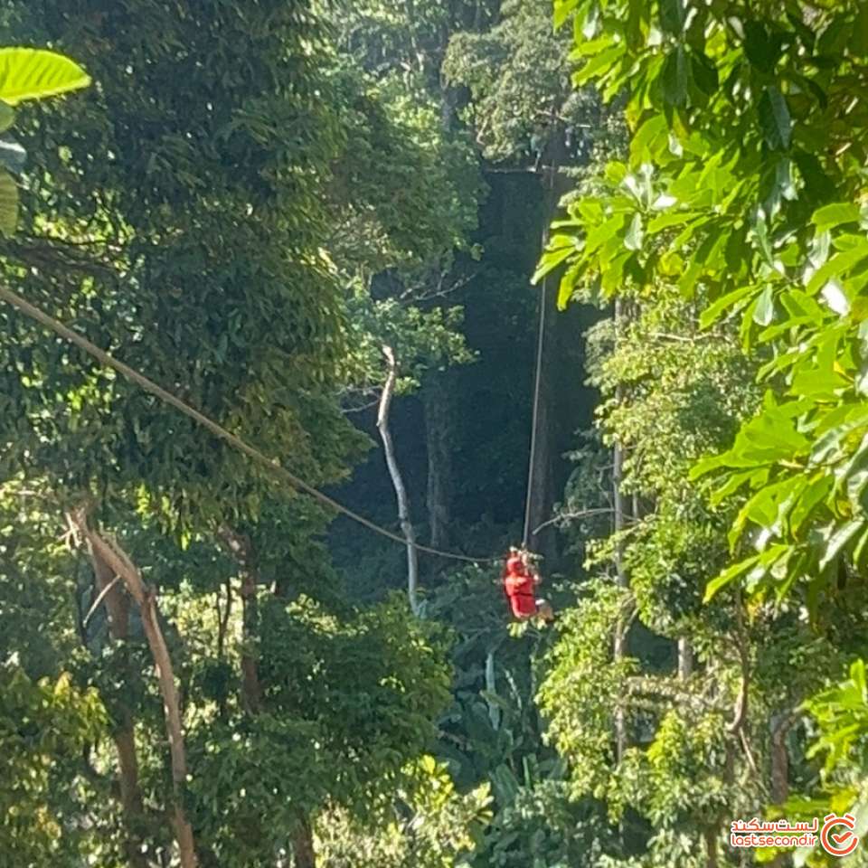 زیپ لاین های میون جنگل