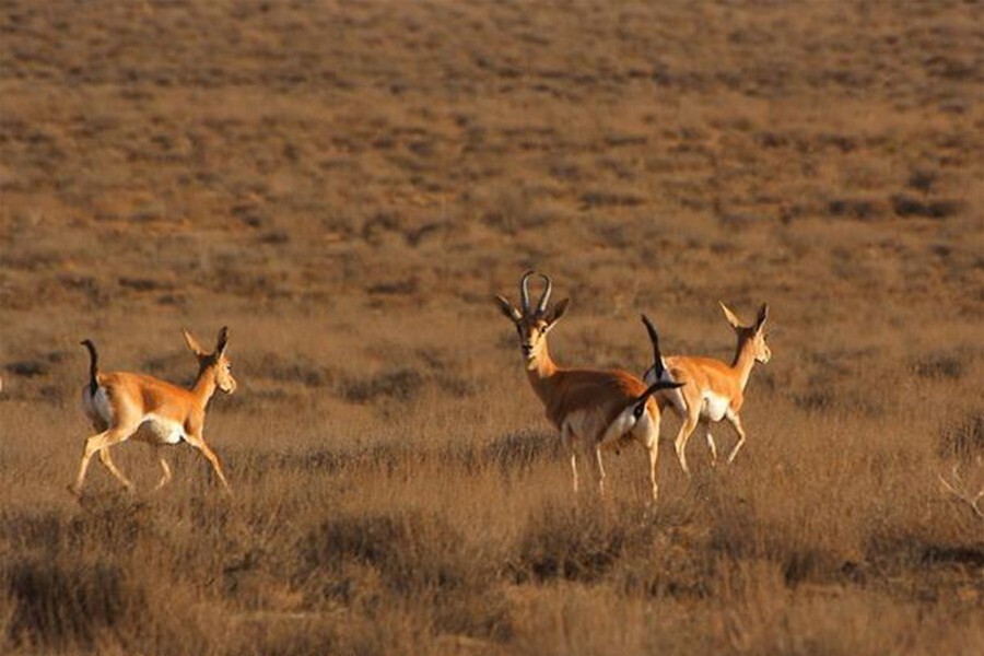 Ghomishloo National Park.jpg