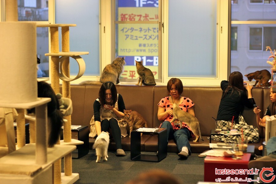 cat cafe.jpg