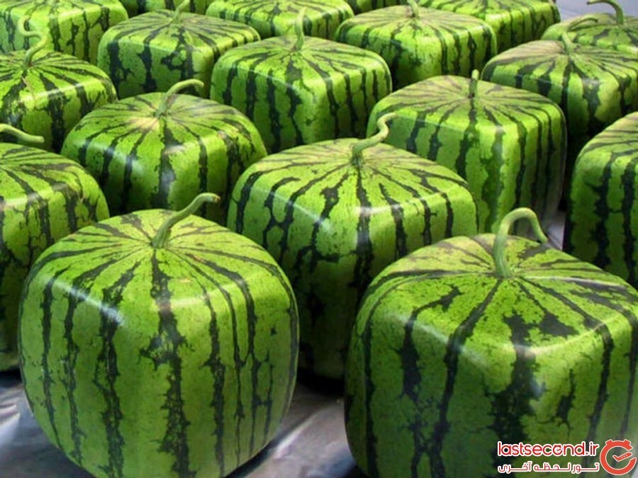 Cubed watermelons in Japan.jpg