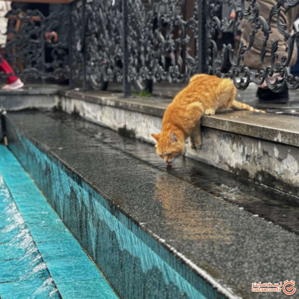 گربه در محوطه مسجد جدید