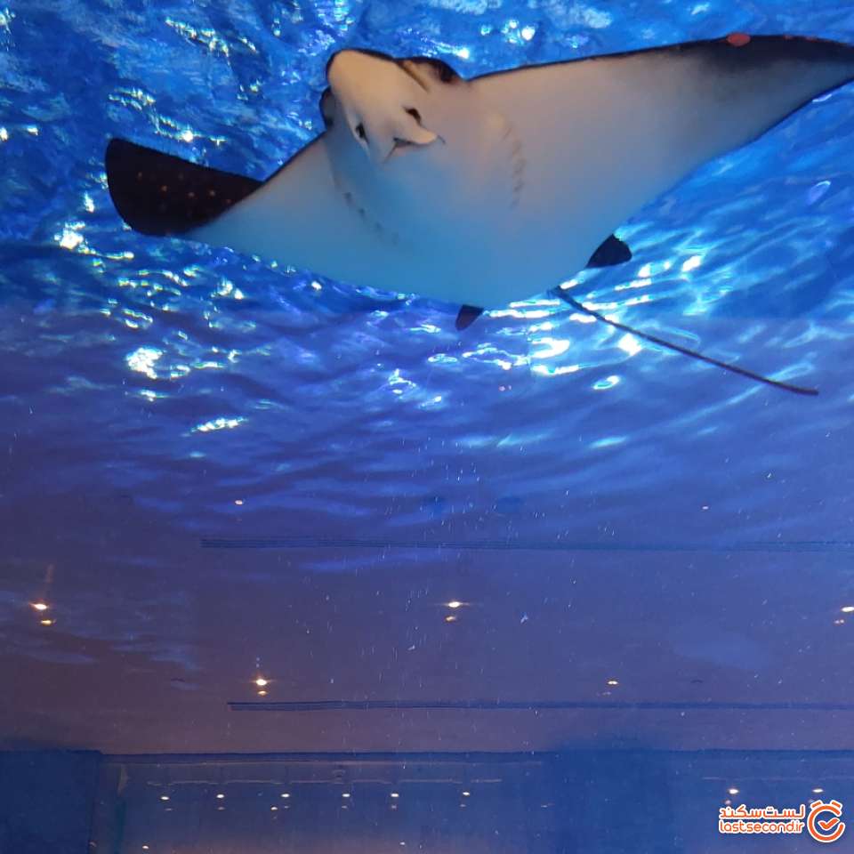 عکس آکواریوم دبی مال