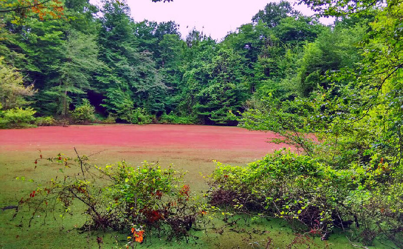 تور فولبرد مرداب هسل ، جنگل مشعل