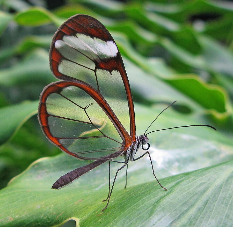 Glasswing butterfly.jpg