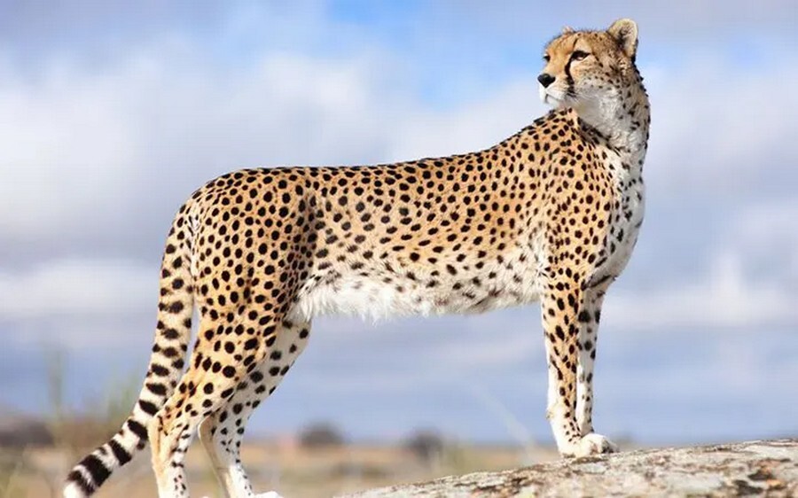 Asiatic cheetah.jpg
