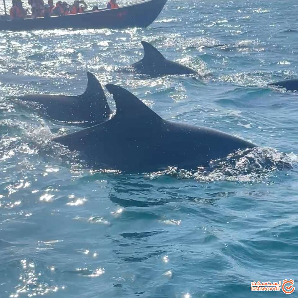 دوستانمان از نزدیکتر