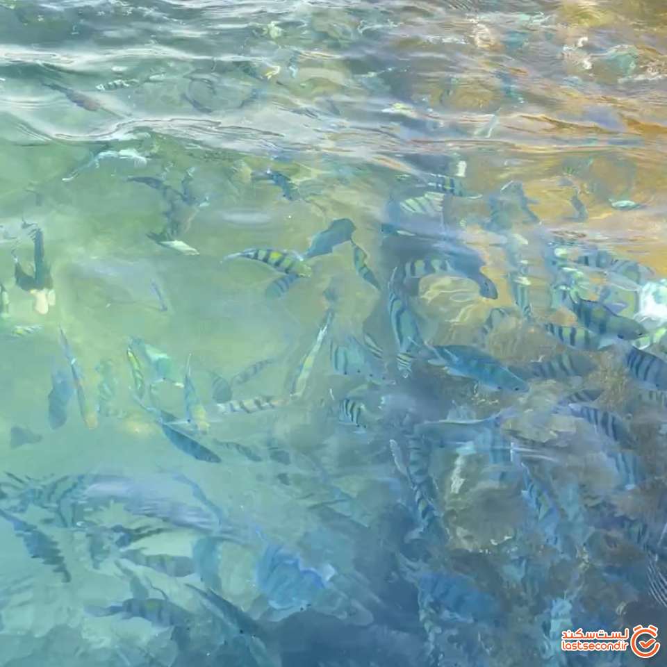 خانواده ماهی ها. جدا شده از کلیپ