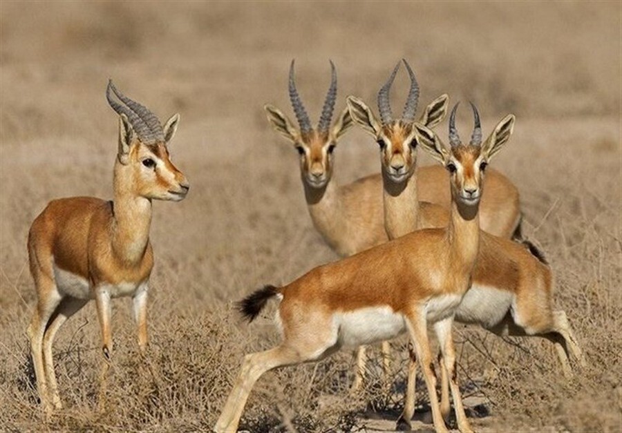 Dimeh protected area By ISNA.jpg