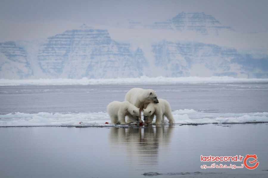 Greenland animals.jpg