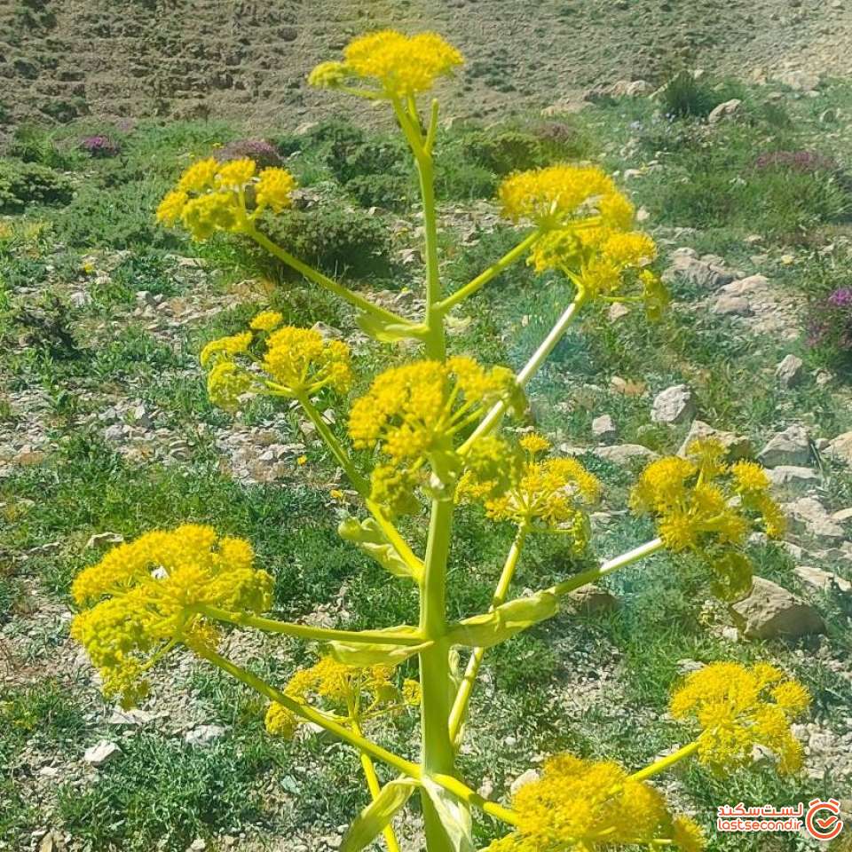 گل های طلایی اکلیل گون ارزشمند برای اکو سیستم لار