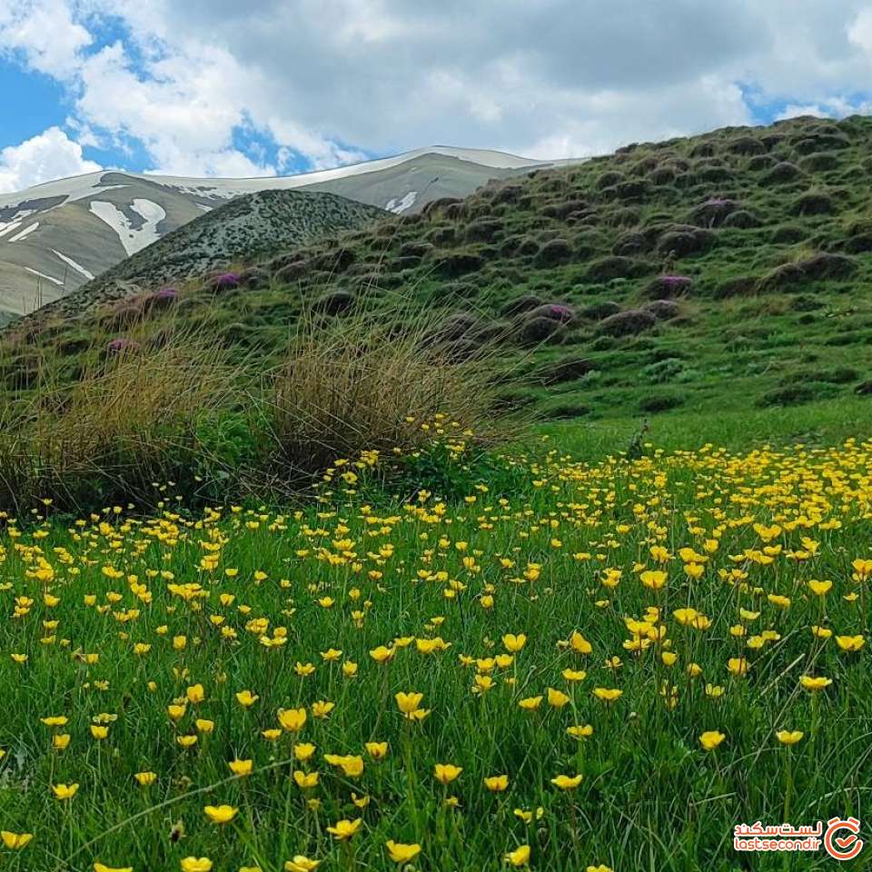 آلاله های کوهی دشت سورین
