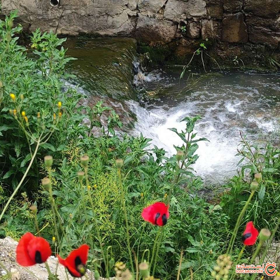 شقایق های روستای وارازان