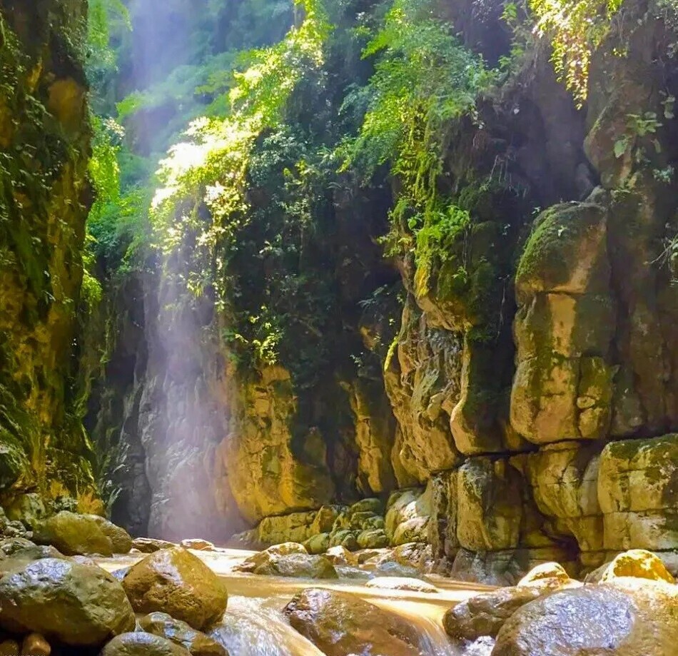 تور تنگه دار (آمازون  ایران)