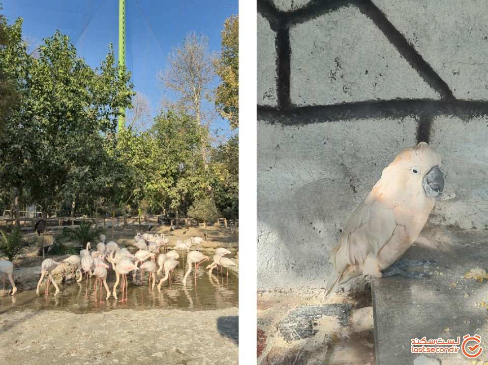 تصویر 80: باغ پرندگان