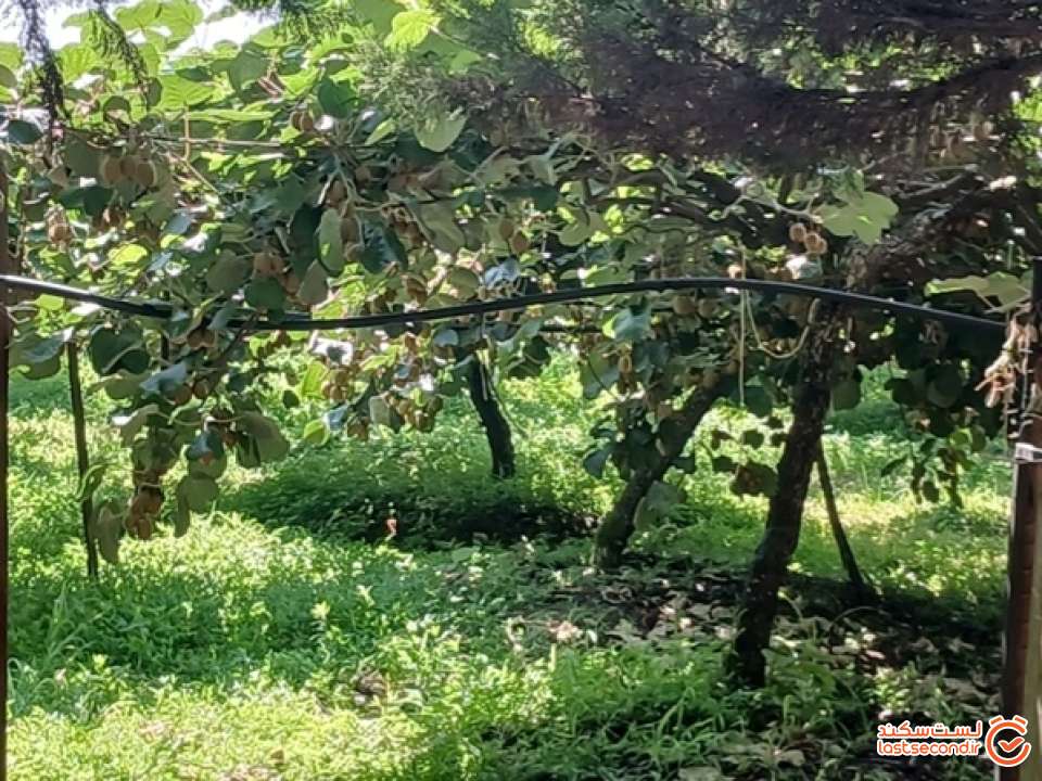 باغ کیوی در بوم گردی