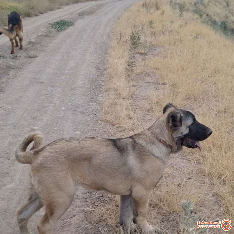 سرابی 3 ماهه
