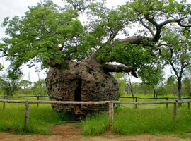 ‏درخت زندان ، جاذبه 1500 ساله استرالیا 
