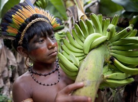 حقایقی درباره ی جنگل‌های بارانی آمازون