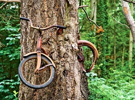 درختی که یک دوچرخه را خورد! + تصاویر