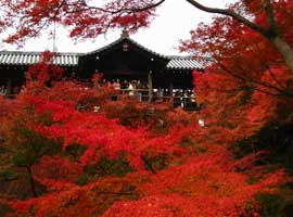 ممنوعیت عکاسی از زیباترین چشم انداز پاییزی در ژاپن