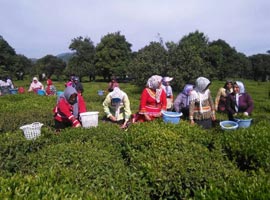 تصاویری دیدنی از برداشت چای سبز در گیلان